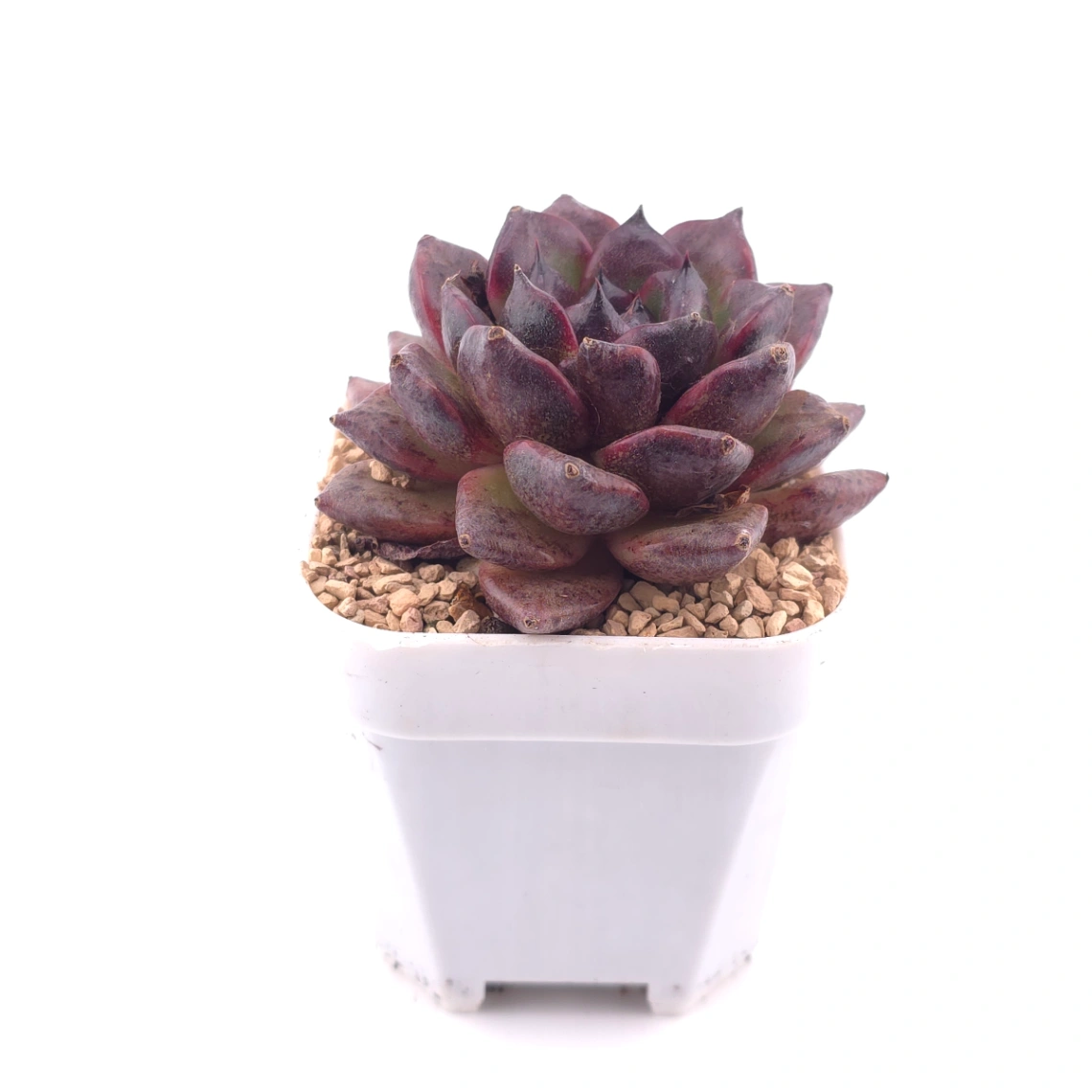Echeveria 'Xuan Feng | 玄風 thumbnail 3