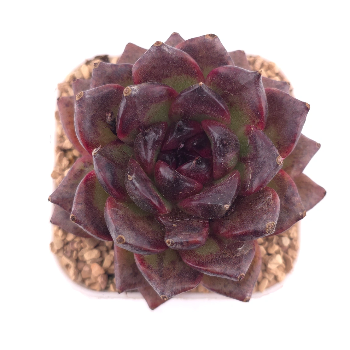 Echeveria 'Xuan Feng | 玄風 - View 1