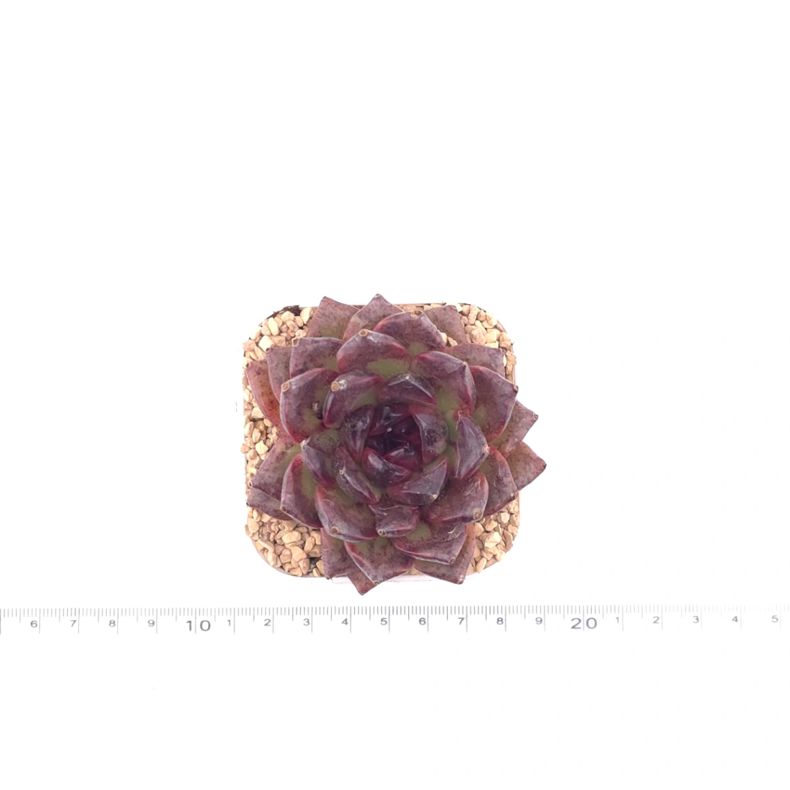 Echeveria 'Xuan Feng | 玄風 thumbnail 4