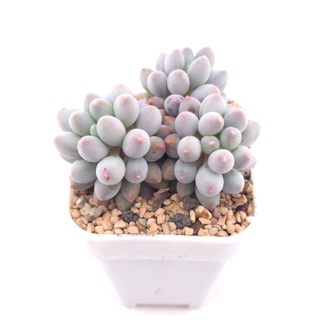 Graptopetalum Glutinous Rice Balls | 糯米糍 thumbnail 2
