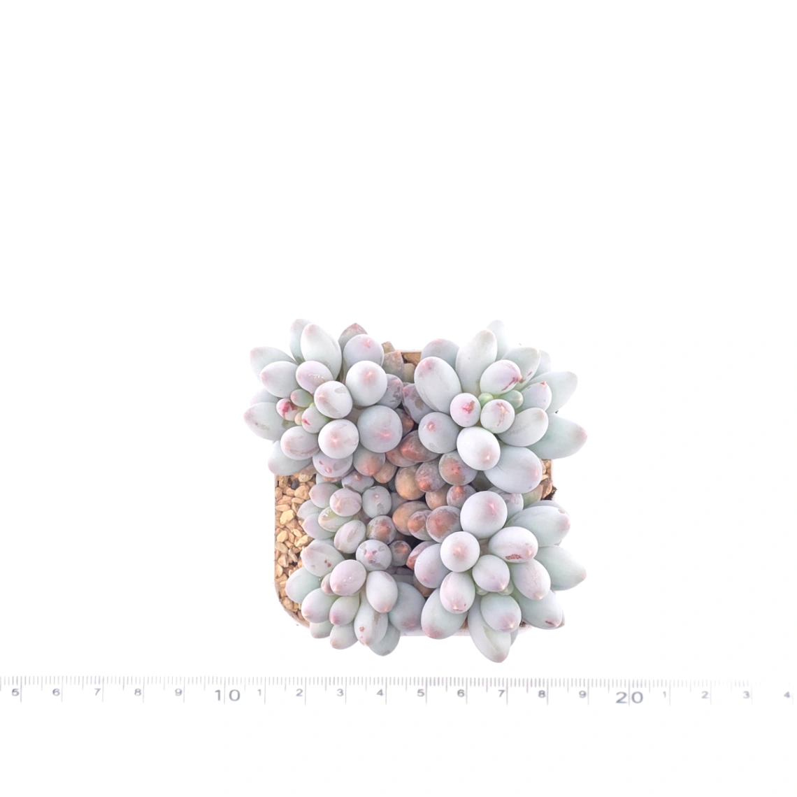 Graptopetalum Glutinous Rice Balls | 糯米糍 thumbnail 4
