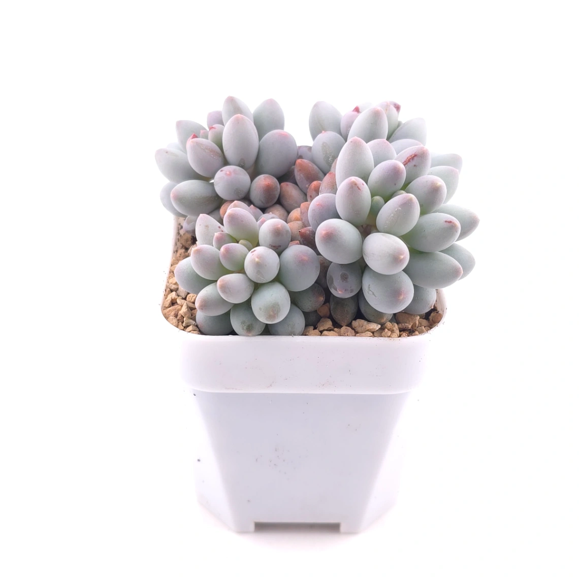 Graptopetalum Glutinous Rice Balls | 糯米糍 thumbnail 3