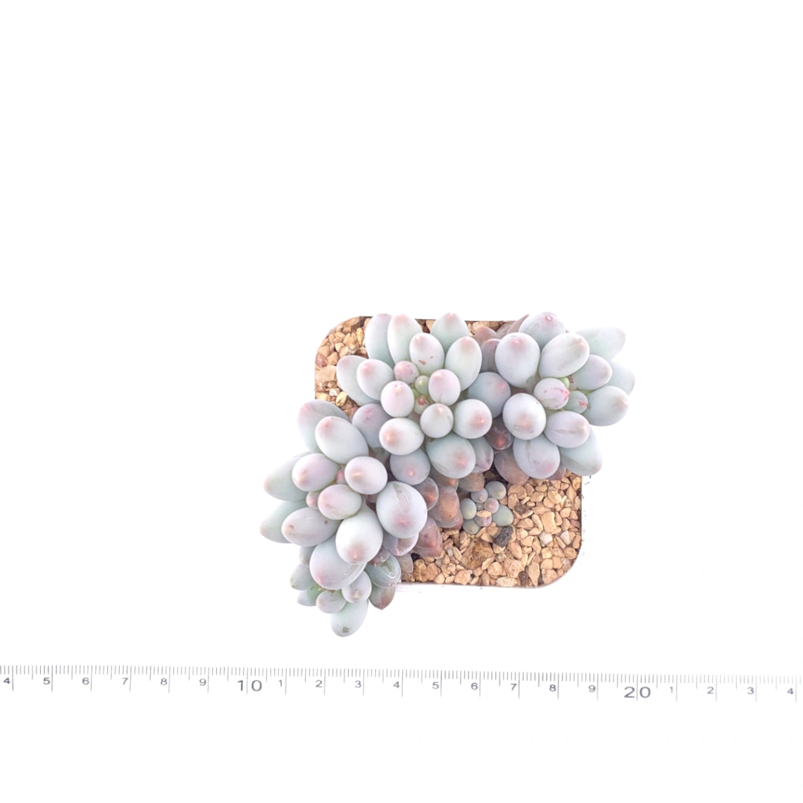 Graptopetalum Glutinous Rice Balls | 糯米糍 thumbnail 4