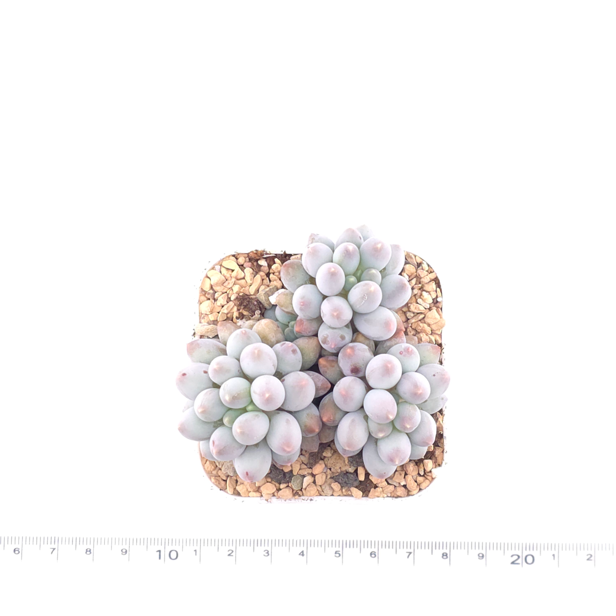 Graptopetalum Glutinous Rice Balls | 糯米糍 thumbnail 4