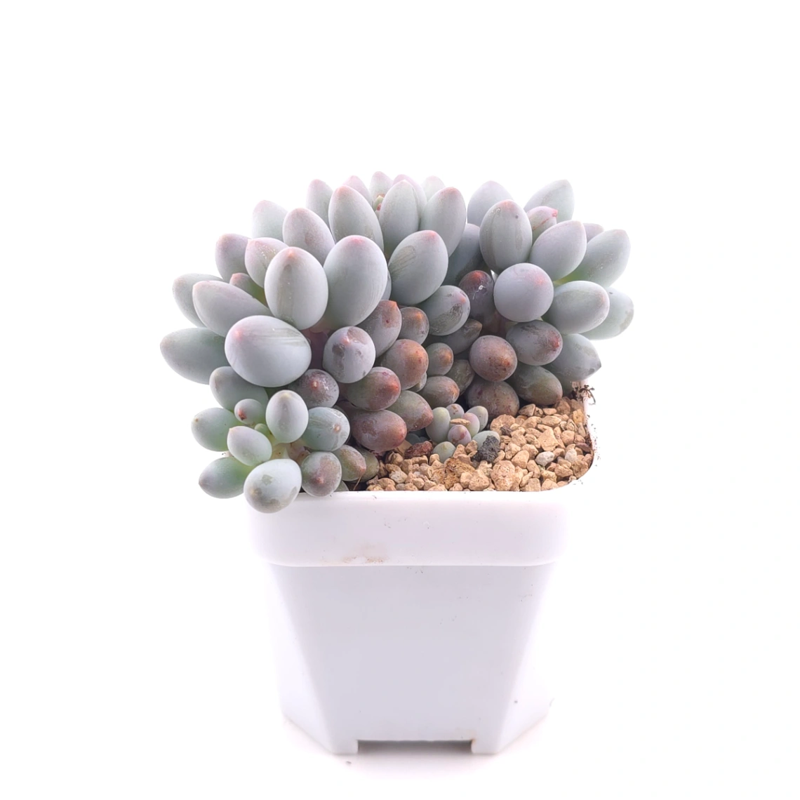 Graptopetalum Glutinous Rice Balls | 糯米糍 thumbnail 3