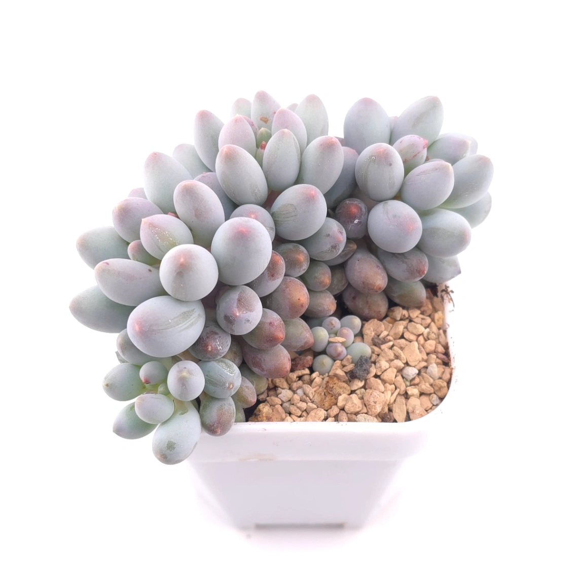 Graptopetalum Glutinous Rice Balls | 糯米糍 thumbnail 2