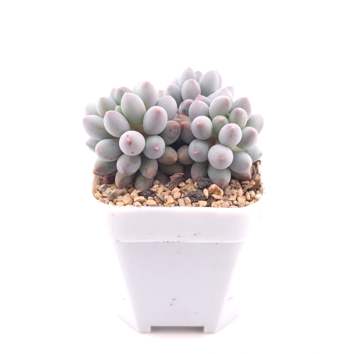 Graptopetalum Glutinous Rice Balls | 糯米糍 thumbnail 3