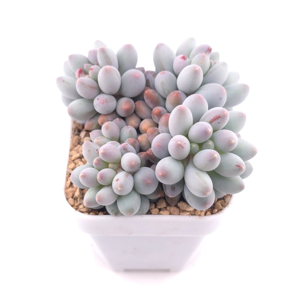 Graptopetalum Glutinous Rice Balls | 糯米糍 thumbnail 2
