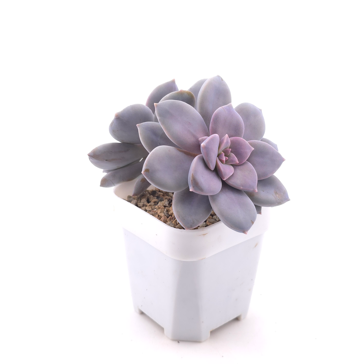Graptopetalum pentandrum superbum | 華麗風車 thumbnail 3
