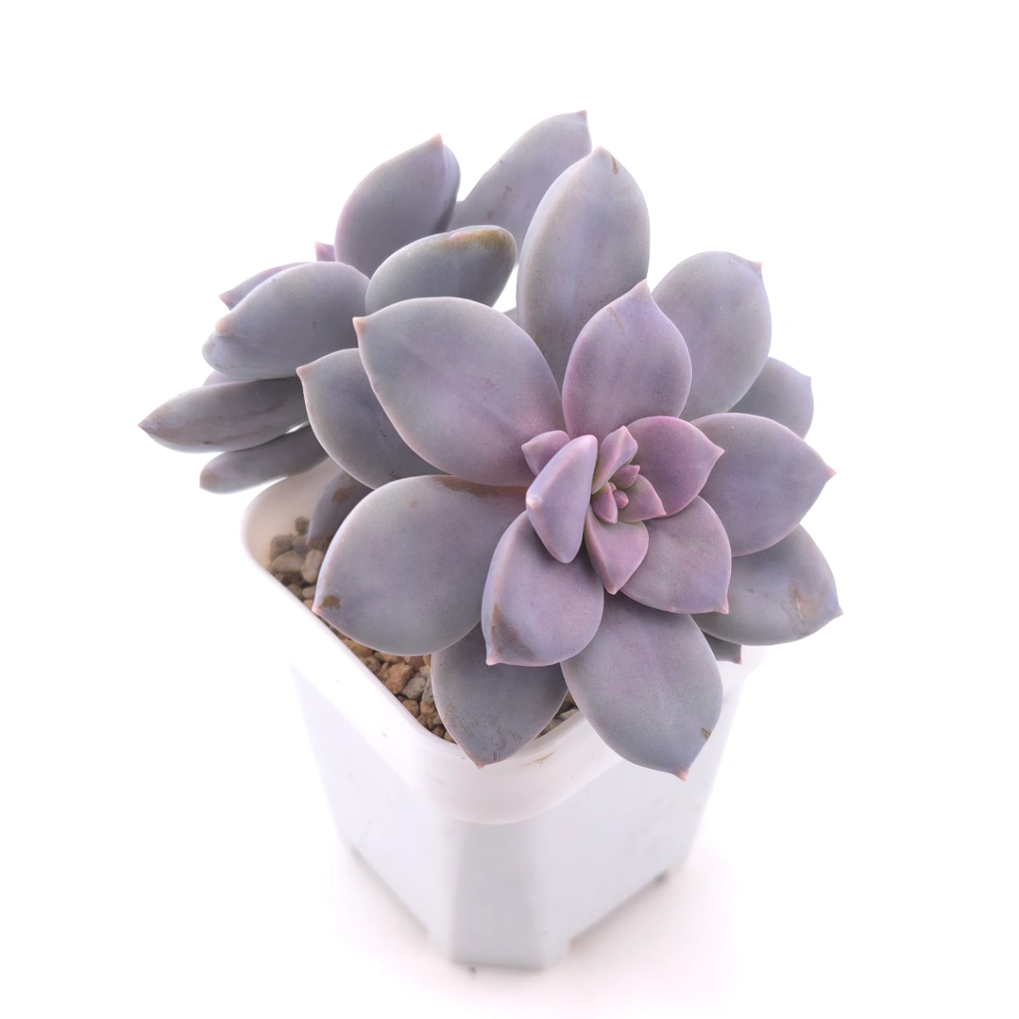 Graptopetalum pentandrum superbum | 華麗風車 thumbnail 2