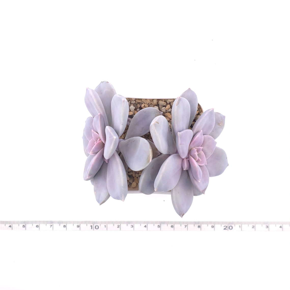 Graptopetalum pentandrum superbum | 華麗風車 thumbnail 4