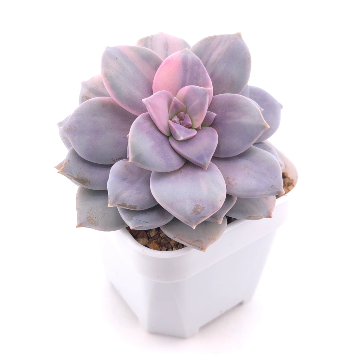 Graptopetalum pentandrum superbum variegated | 華麗風車錦 thumbnail 2