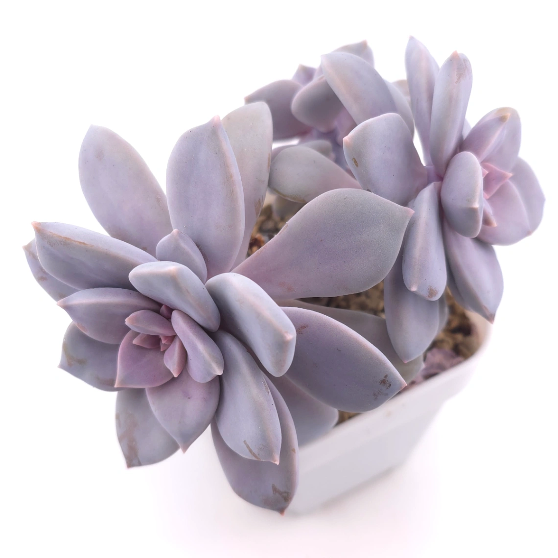Graptopetalum pentandrum superbum | 華麗風車 - View 1