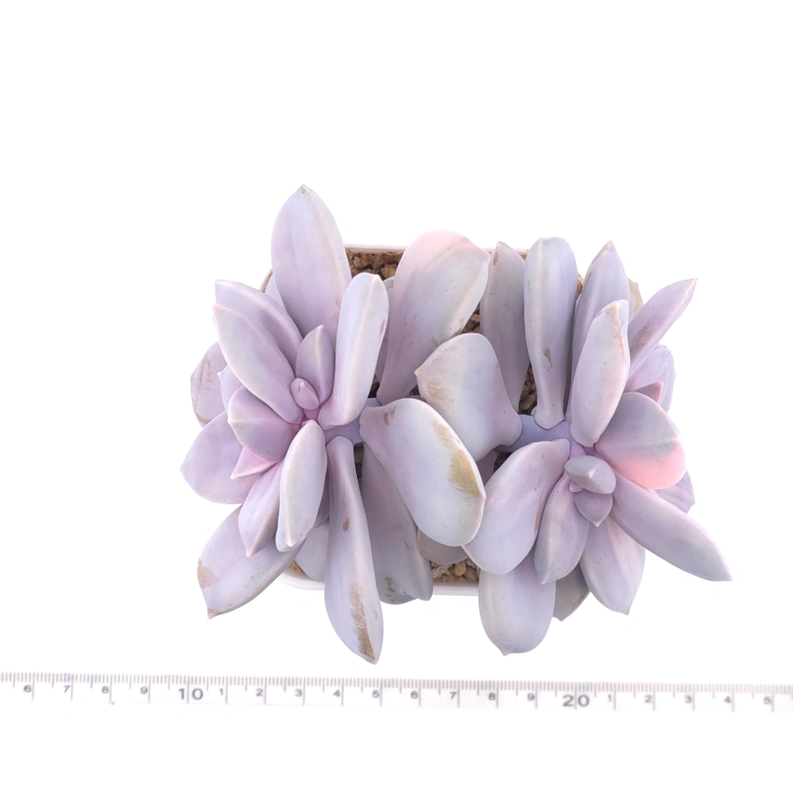 Graptopetalum pentandrum superbum variegated | 華麗風車錦 thumbnail 4