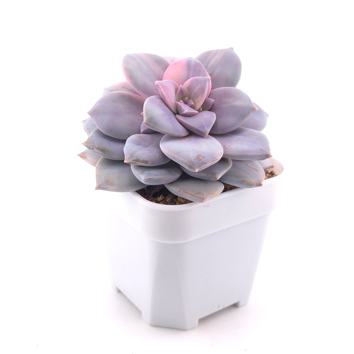 Graptopetalum pentandrum superbum variegated | 華麗風車錦 thumbnail 3