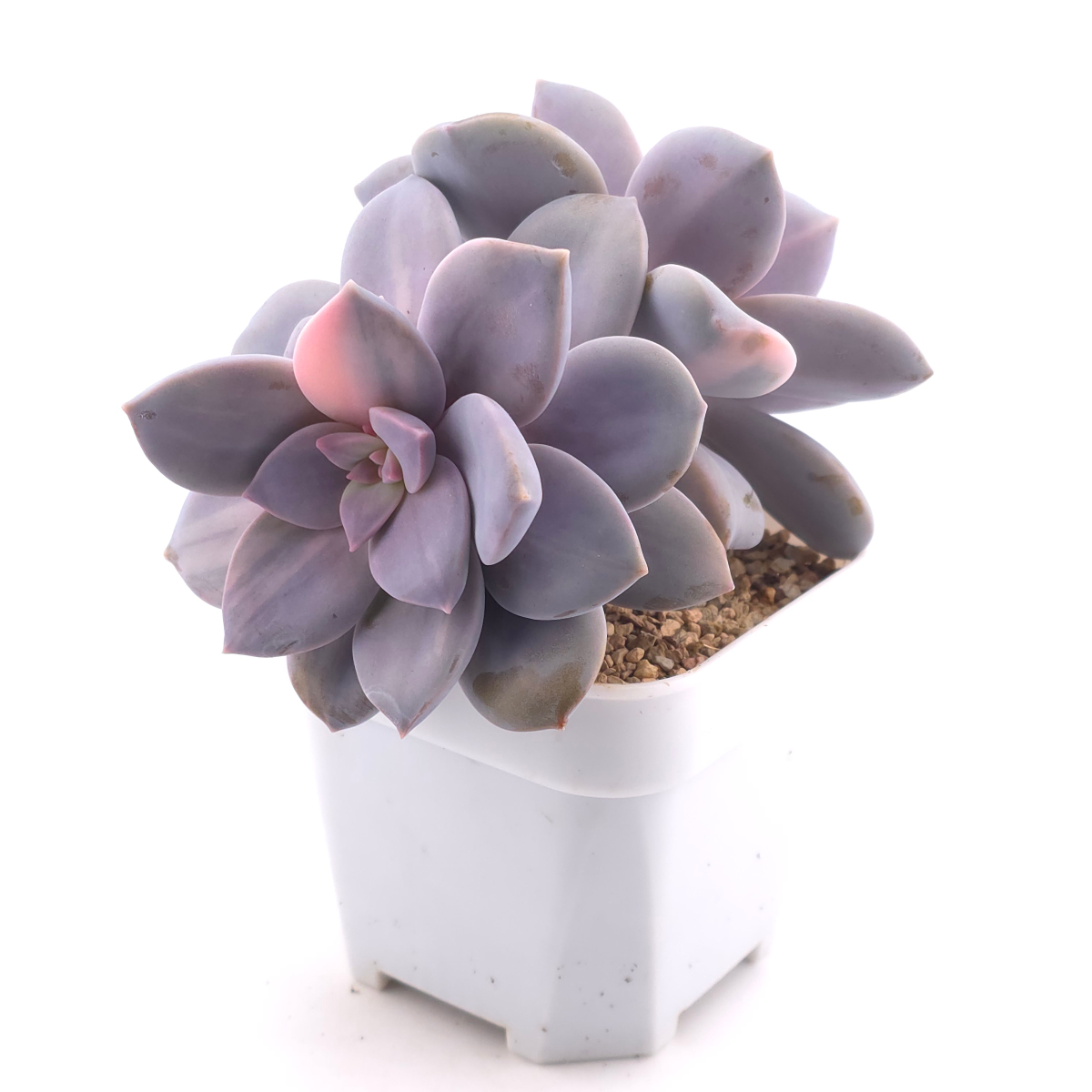 Graptopetalum pentandrum superbum variegated | 華麗風車錦 thumbnail 2