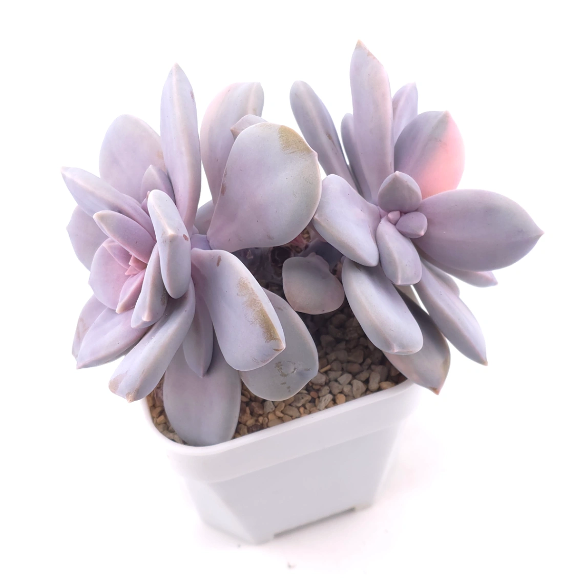 Graptopetalum pentandrum superbum variegated | 華麗風車錦 thumbnail 3