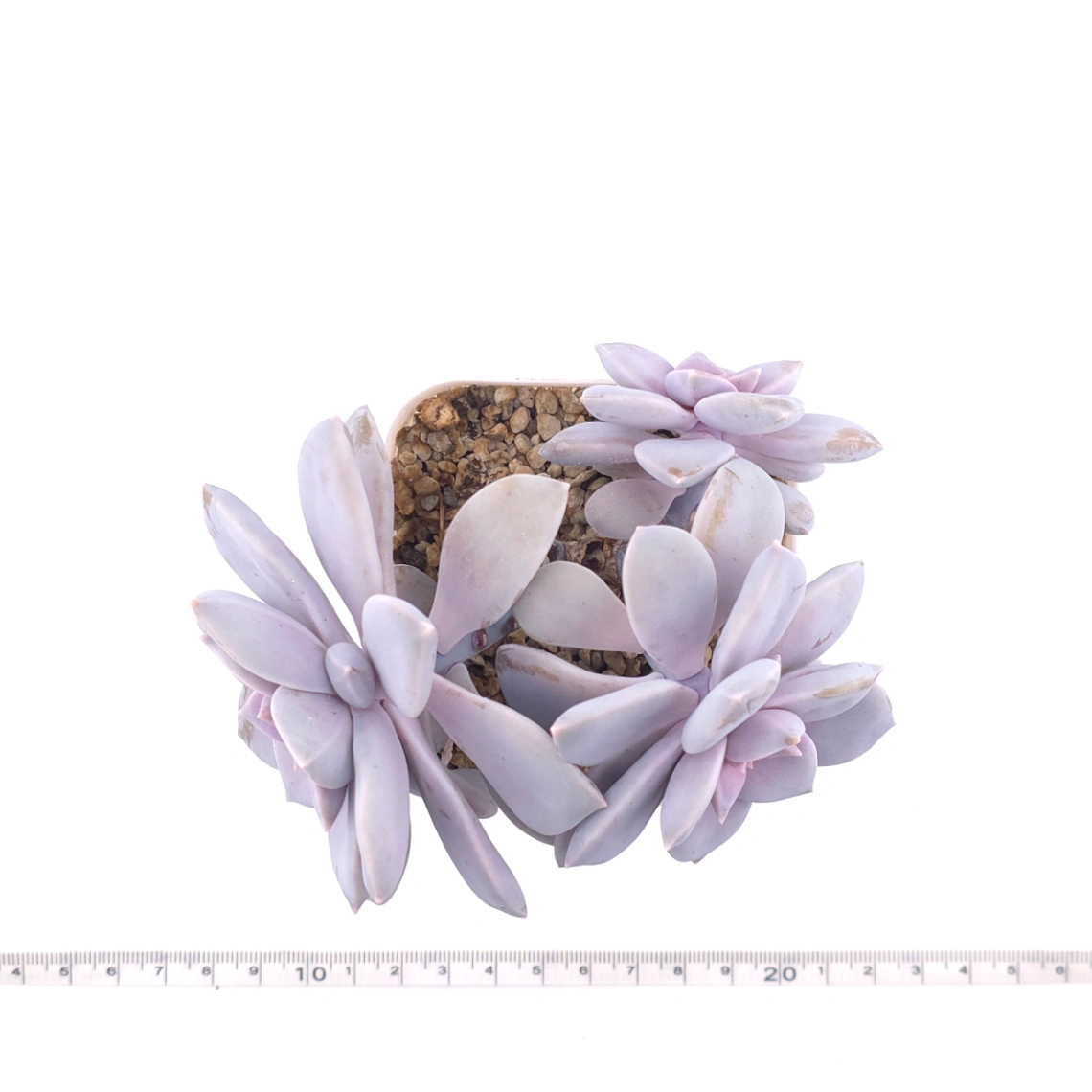 Graptopetalum pentandrum superbum | 華麗風車 thumbnail 4
