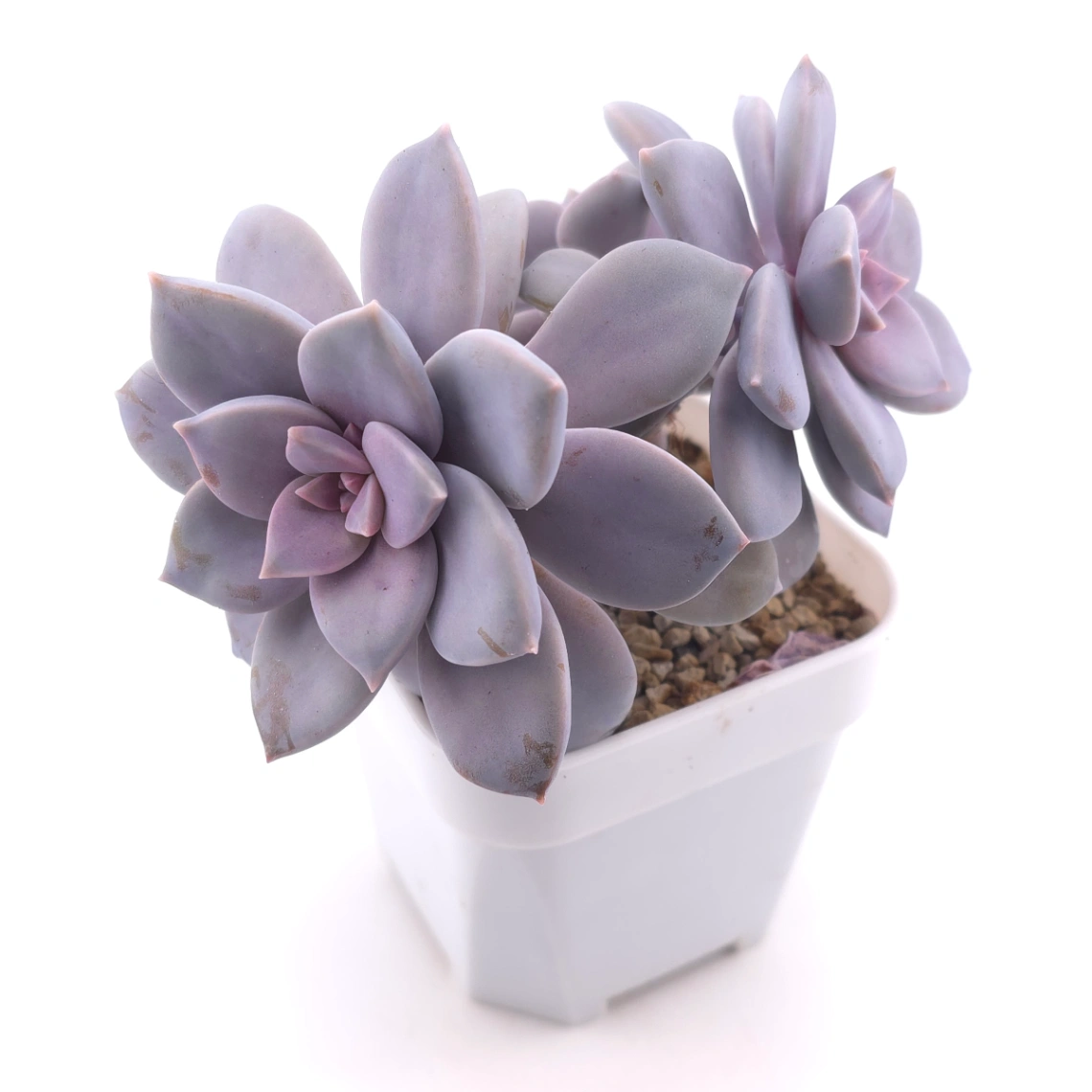 Graptopetalum pentandrum superbum | 華麗風車 thumbnail 2