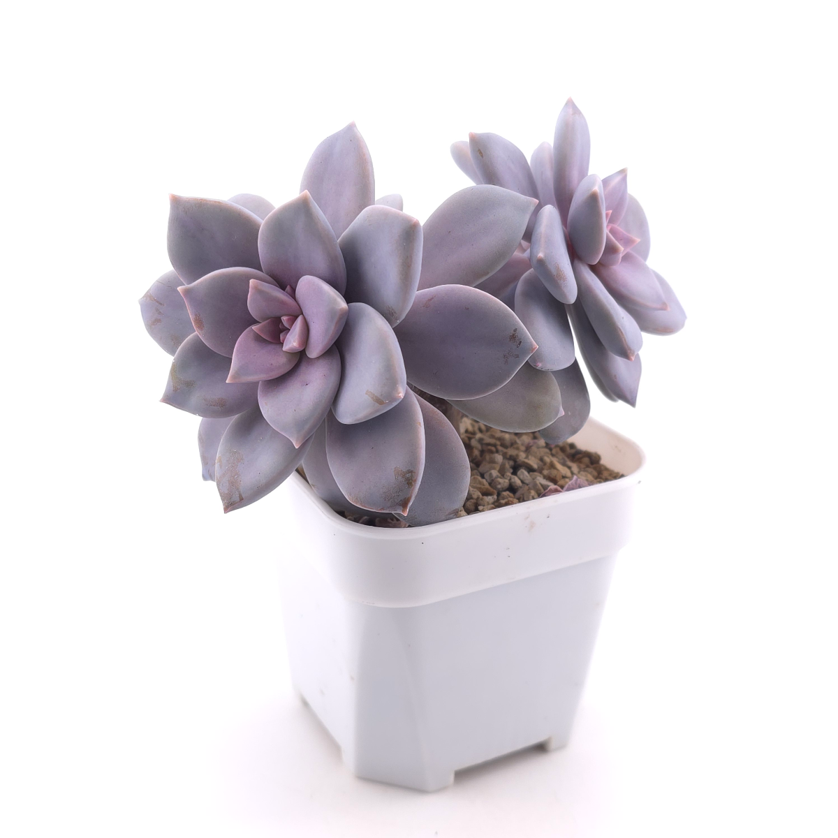 Graptopetalum pentandrum superbum | 華麗風車 thumbnail 3