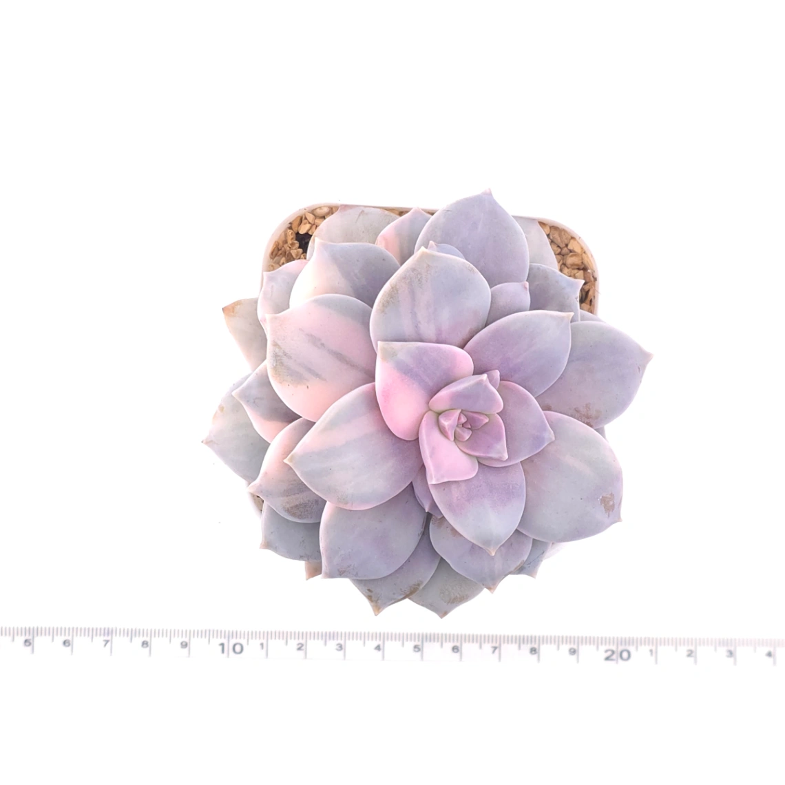 Graptopetalum pentandrum superbum variegated | 華麗風車錦 thumbnail 4