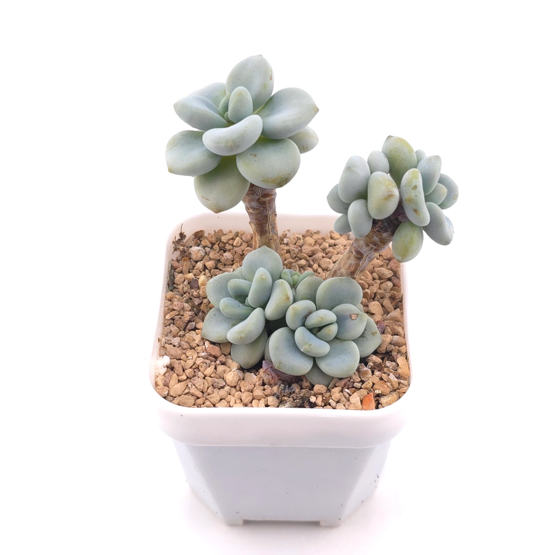 Graptosedum ‘Miul / Luo Goddess’ | 洛神 thumbnail 2