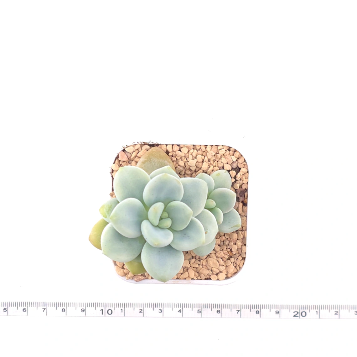 Graptosedum ‘Miul / Luo Goddess’ | 洛神 thumbnail 4