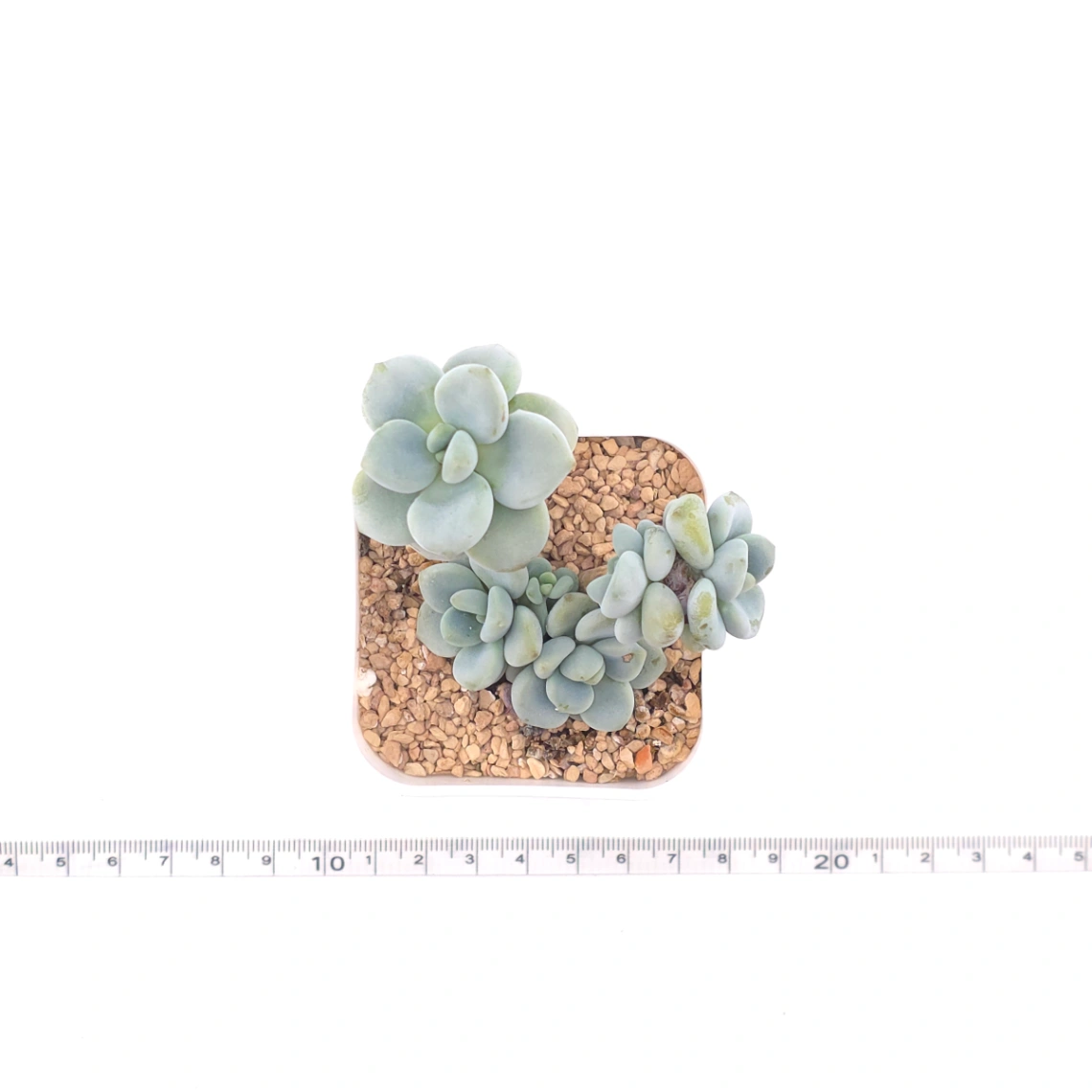 Graptosedum ‘Miul / Luo Goddess’ | 洛神 thumbnail 4