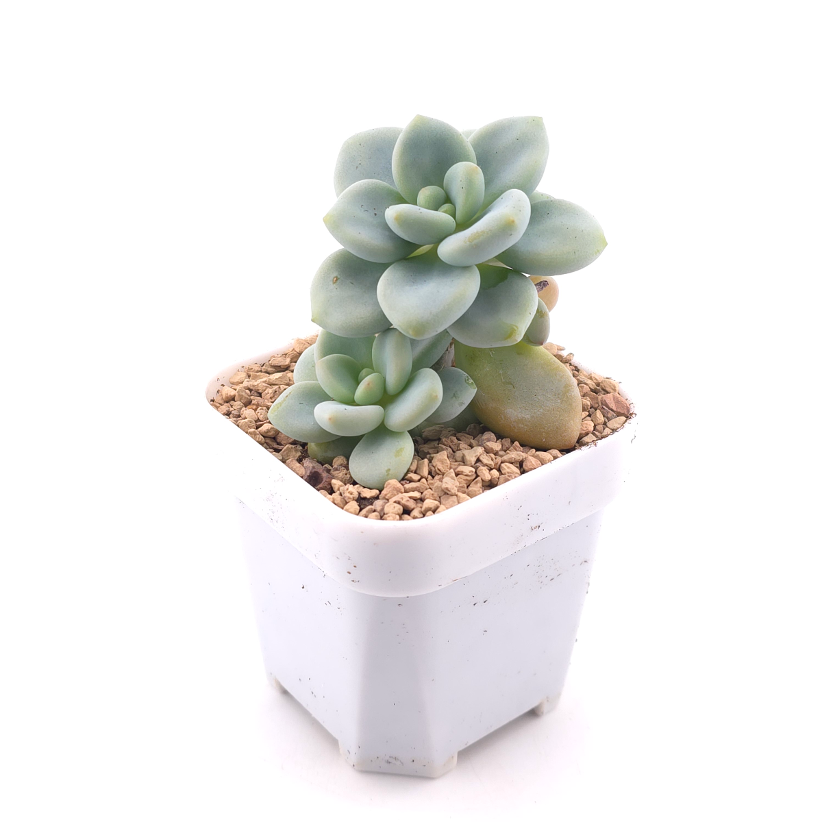 Graptosedum ‘Miul / Luo Goddess’ | 洛神 thumbnail 3