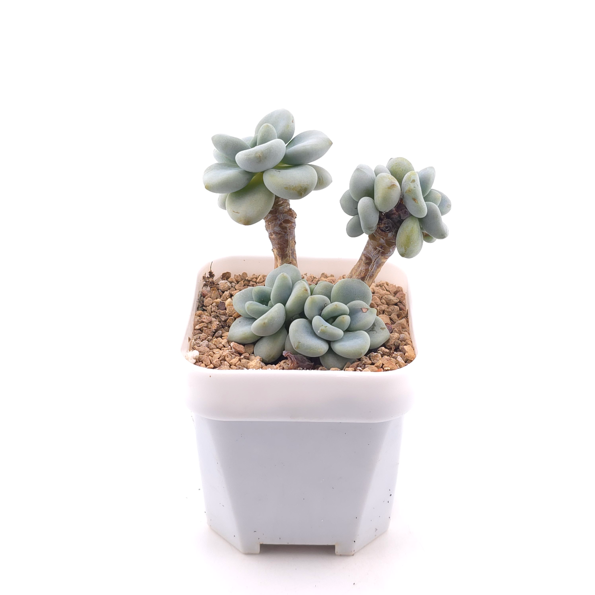 Graptosedum ‘Miul / Luo Goddess’ | 洛神 thumbnail 3