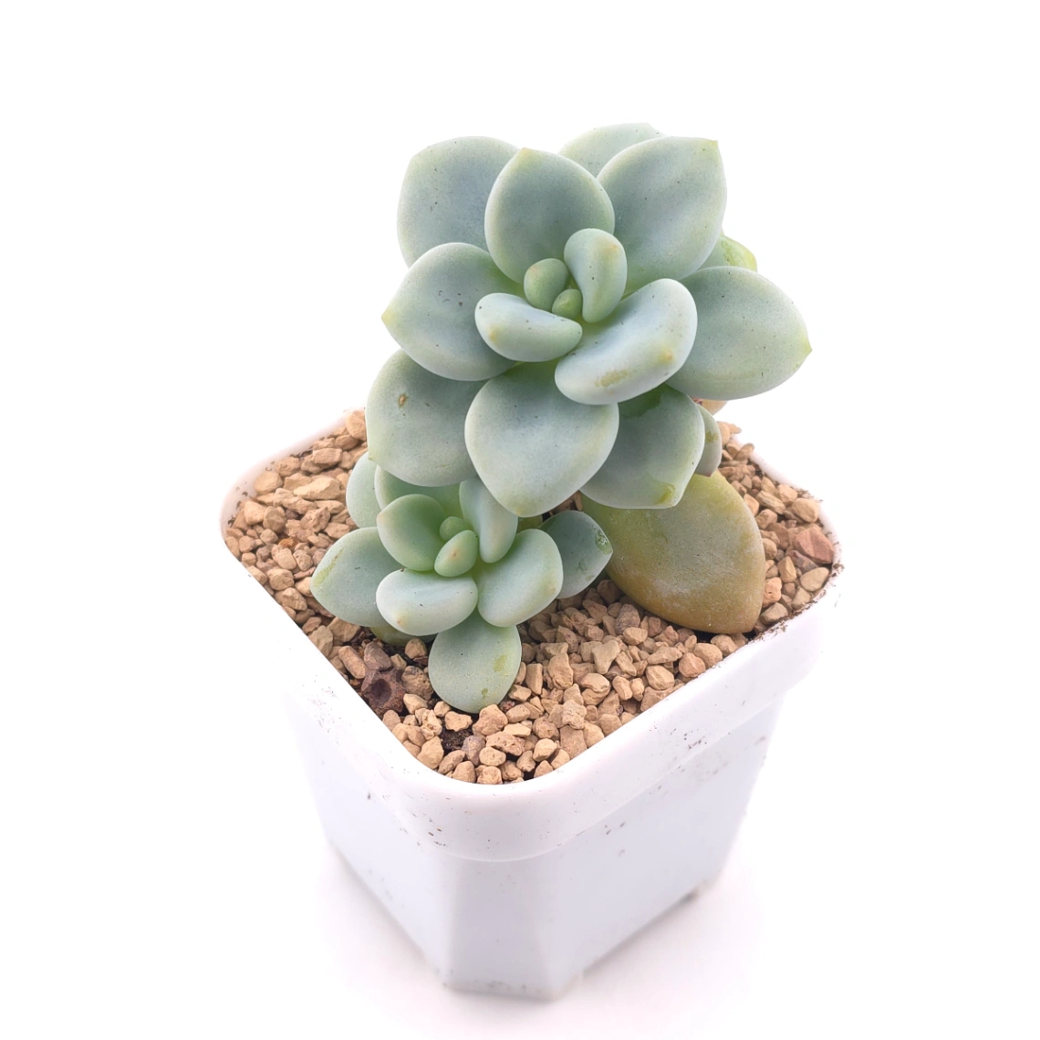 Graptosedum ‘Miul / Luo Goddess’ | 洛神 thumbnail 2