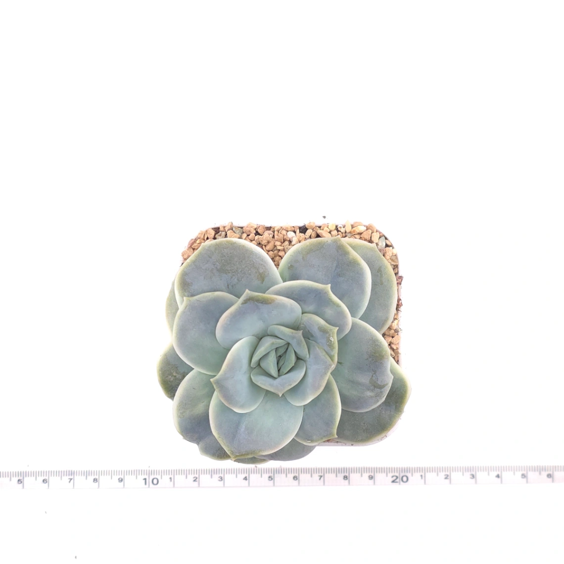 Graptoveria ‘Lovely Rose’ | 可愛玫瑰 thumbnail 4