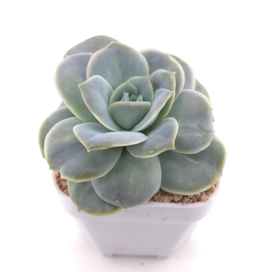 Graptoveria ‘Lovely Rose’ | 可愛玫瑰 thumbnail 2