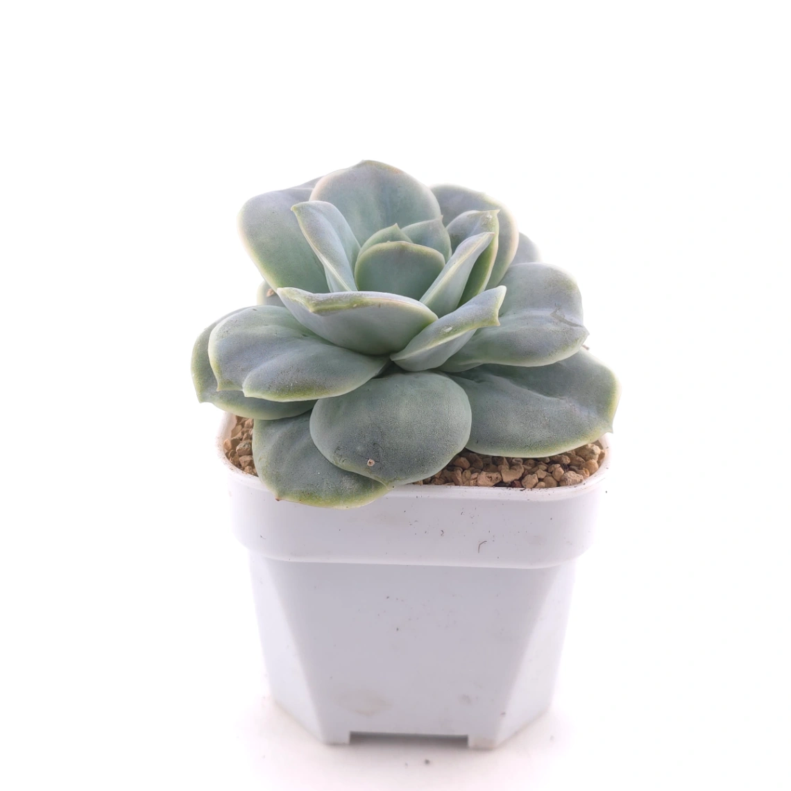 Graptoveria ‘Lovely Rose’ | 可愛玫瑰 thumbnail 3
