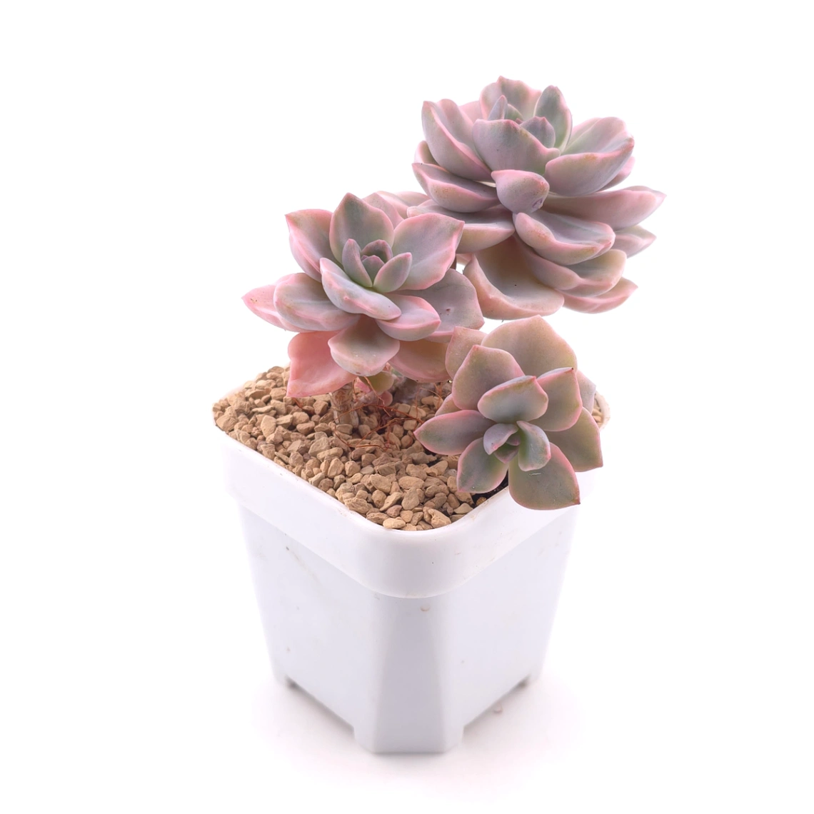 Graptoveria ‘Mrs Richard’ variegated | 彩虹糖錦 thumbnail 3