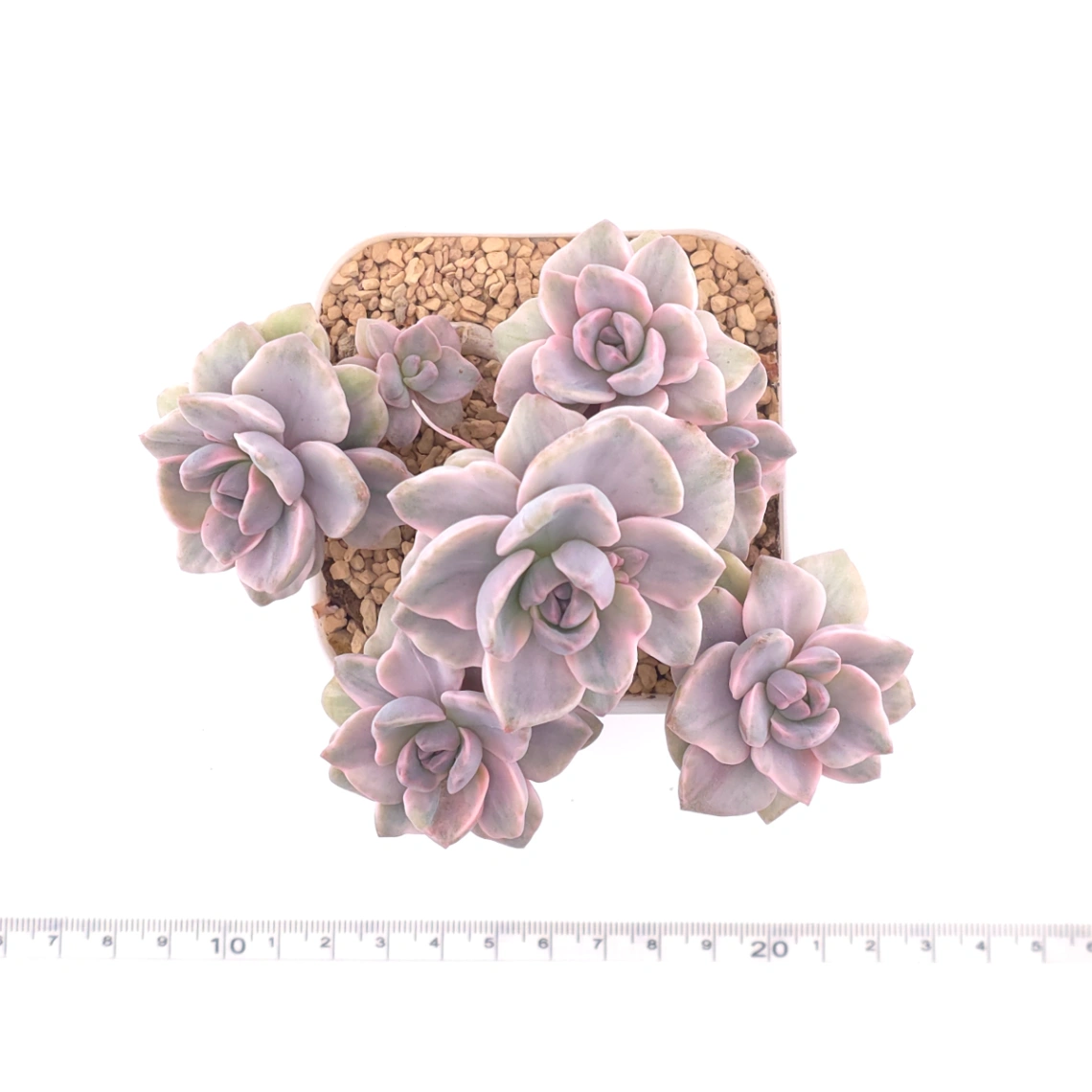 Graptoveria ‘Mrs Richard’ variegated | 彩虹糖錦 thumbnail 4