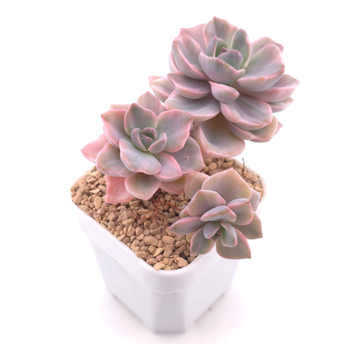 Graptoveria ‘Mrs Richard’ variegated | 彩虹糖錦 thumbnail 2
