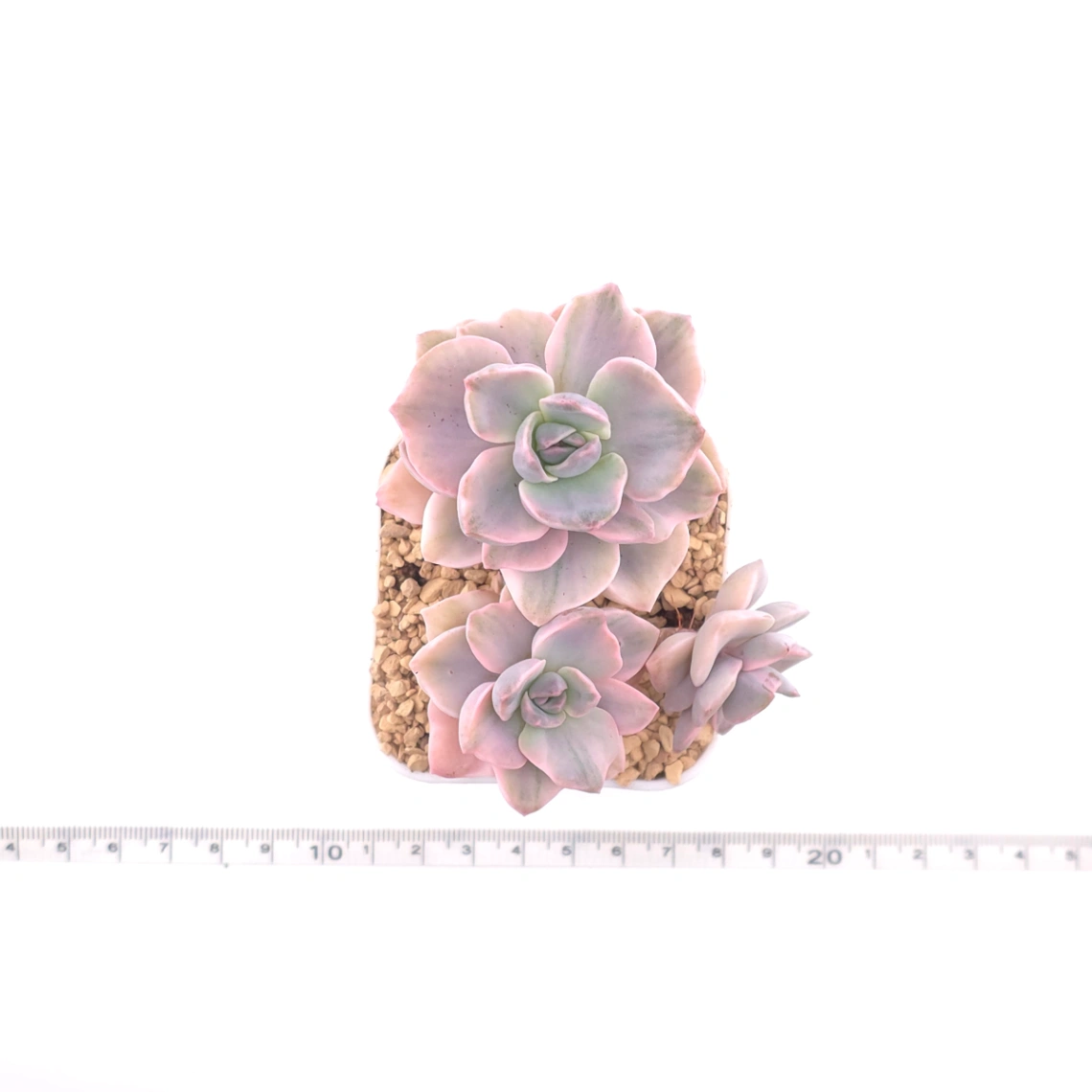 Graptoveria ‘Mrs Richard’ variegated | 彩虹糖錦 thumbnail 4