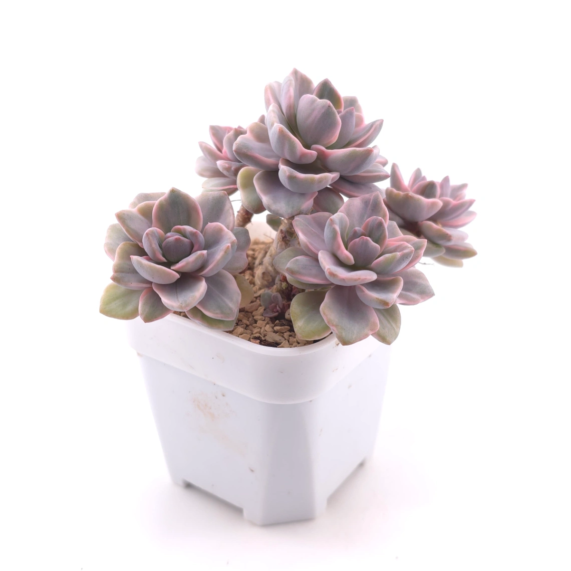 Graptoveria ‘Mrs Richard’ variegated | 彩虹糖錦 thumbnail 3