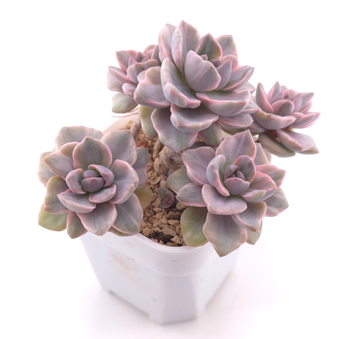 Graptoveria ‘Mrs Richard’ variegated | 彩虹糖錦 thumbnail 2