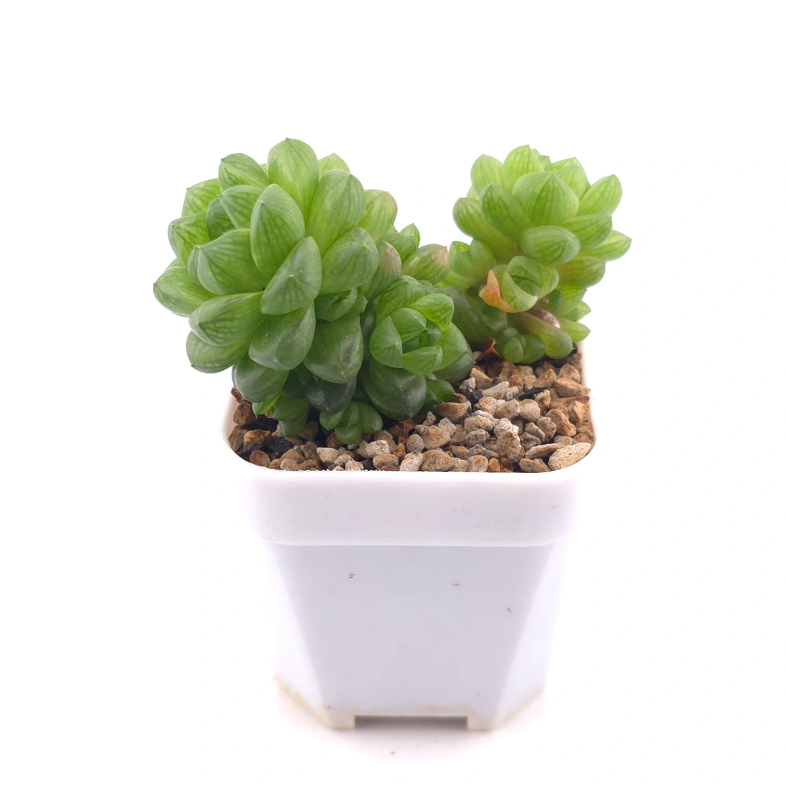 Haworthia cooperi | 草玉露 thumbnail 3