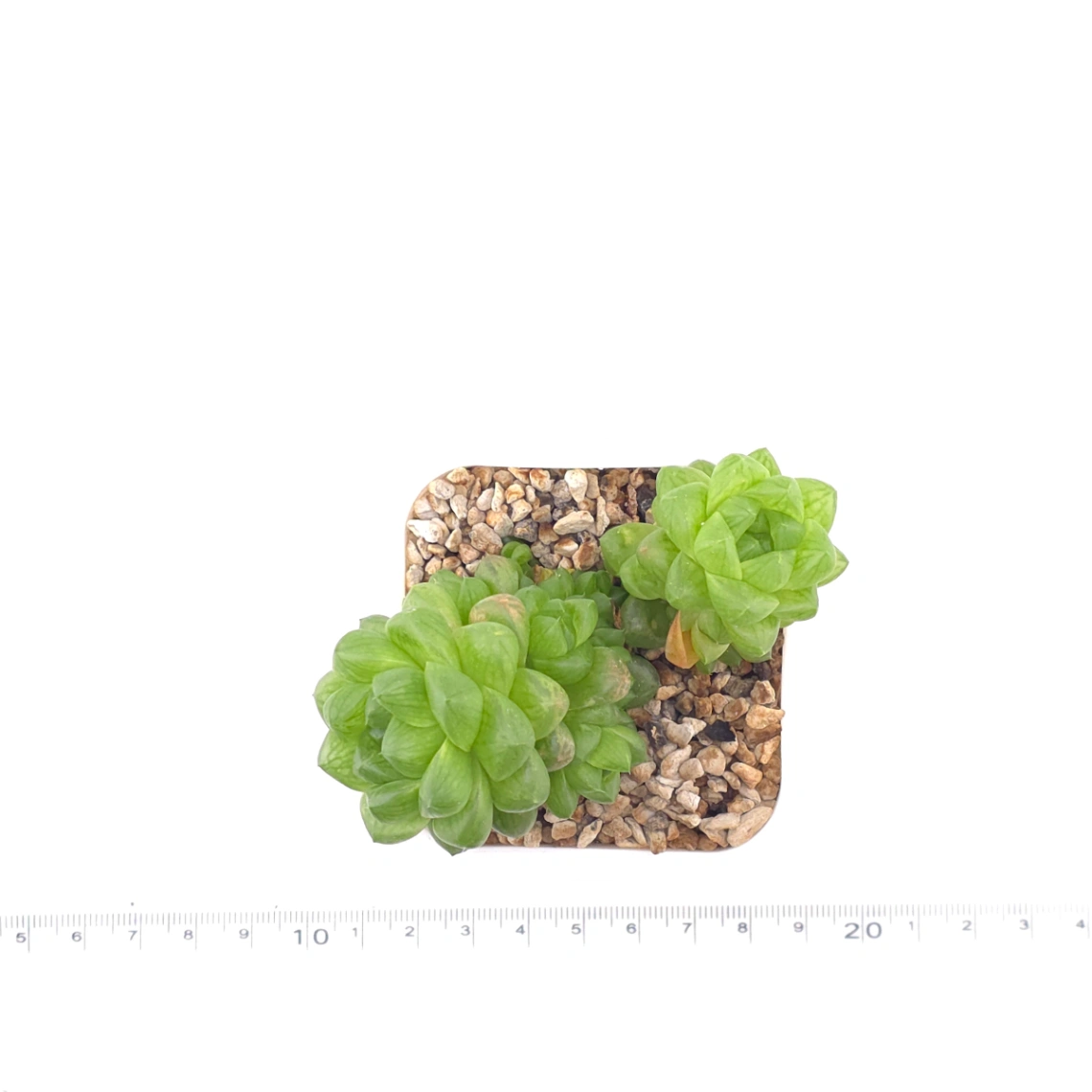 Haworthia cooperi | 草玉露 thumbnail 4