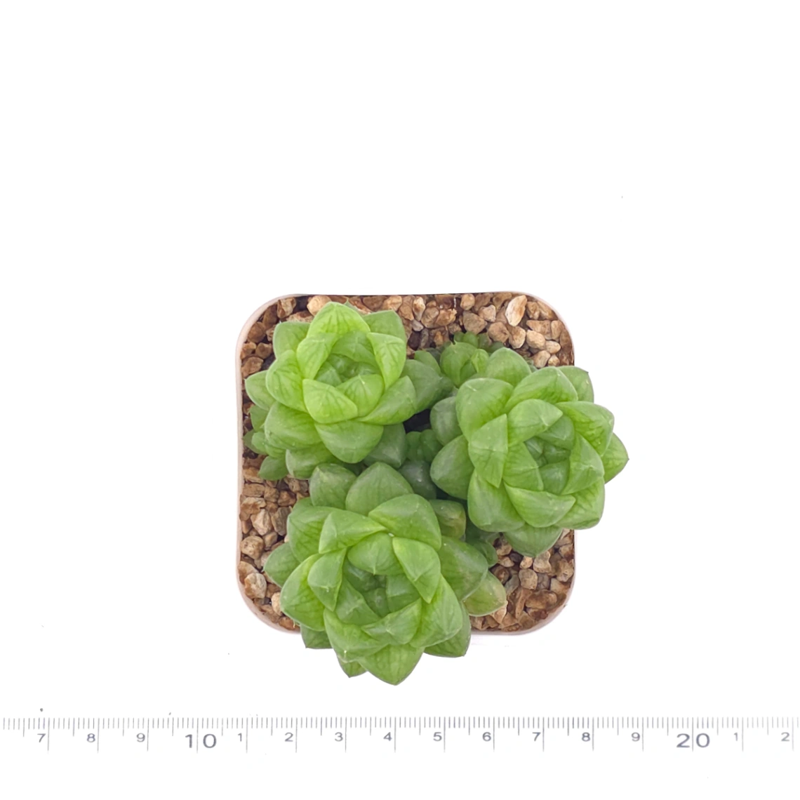 Haworthia cooperi | 草玉露 thumbnail 4