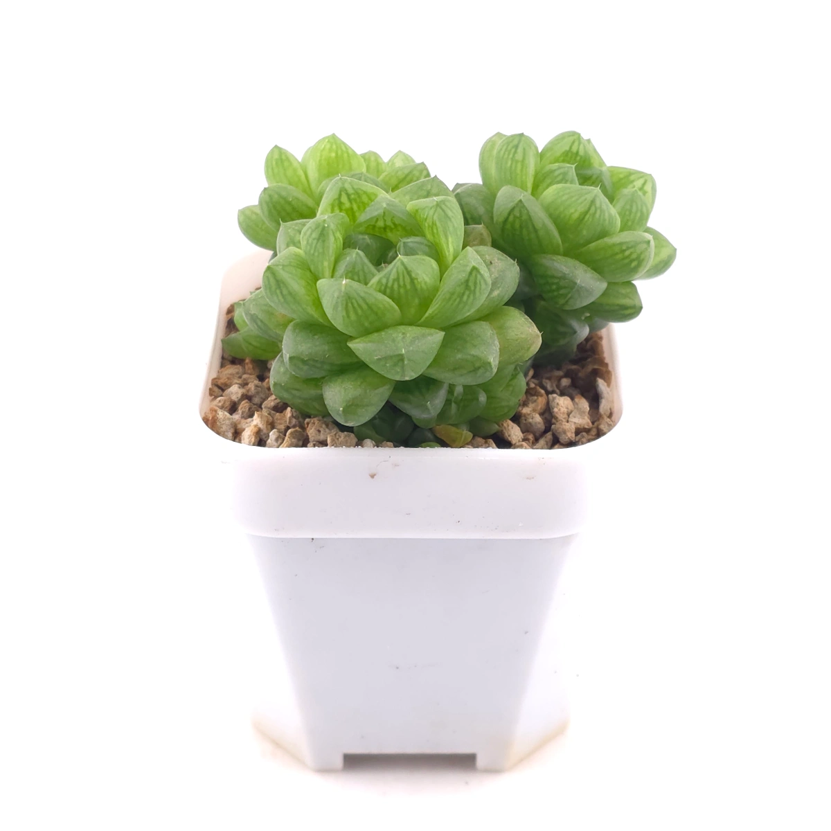Haworthia cooperi | 草玉露 thumbnail 3