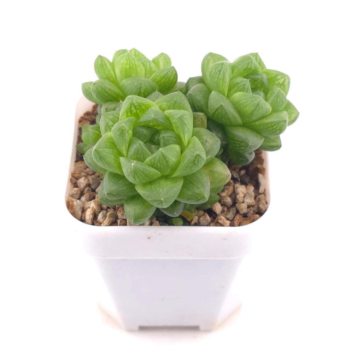 Haworthia cooperi | 草玉露 thumbnail 2
