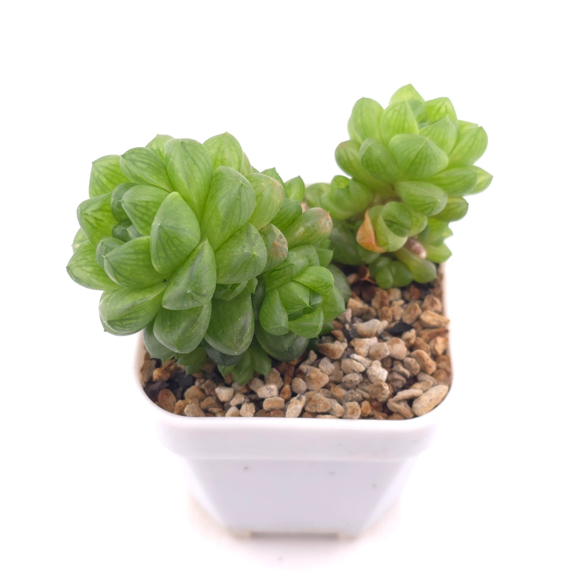 Haworthia cooperi | 草玉露 thumbnail 2