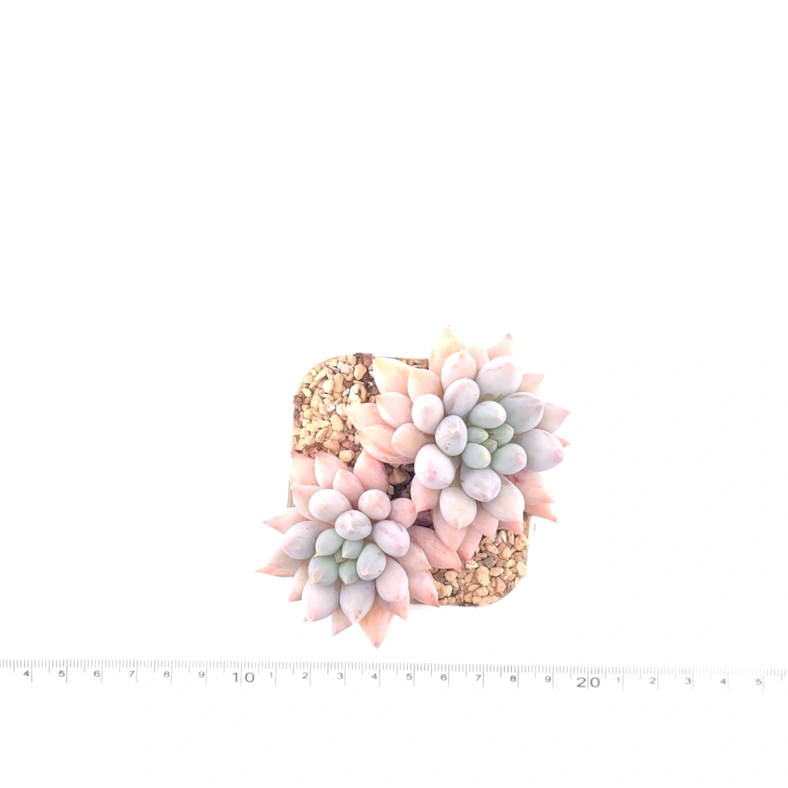 Pachyphytum ‘Angel's Finger’ | 所羅門 thumbnail 4