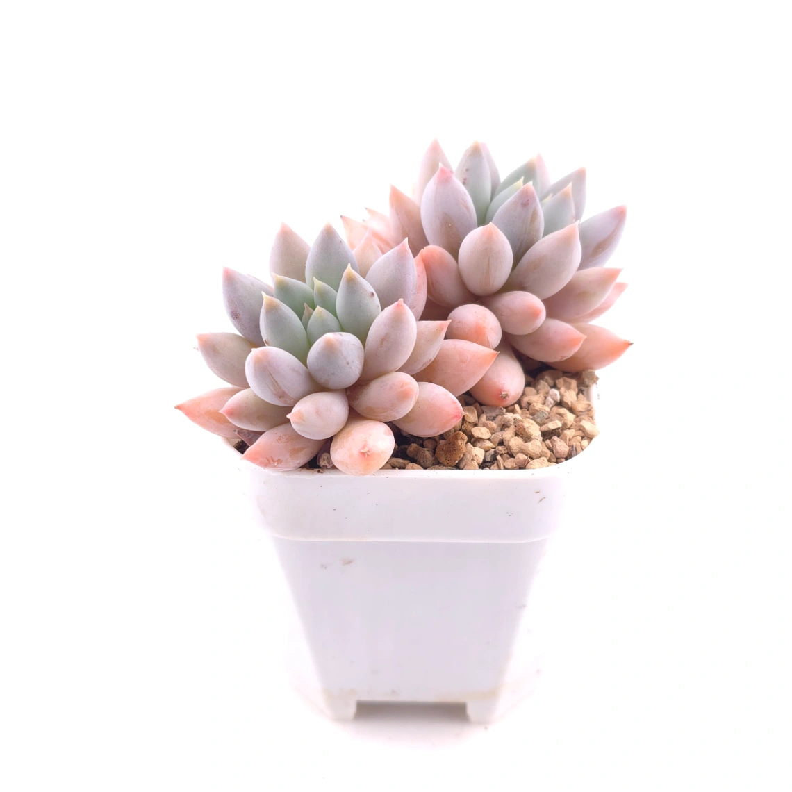 Pachyphytum ‘Angel's Finger’ | 所羅門 thumbnail 3