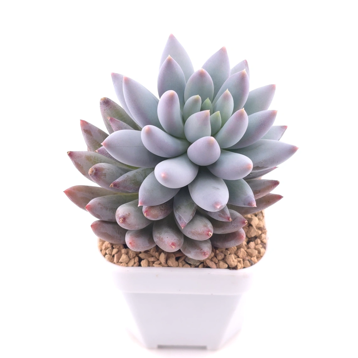 Pachyphytum ‘Angel's Finger’ | 所羅門 thumbnail 2
