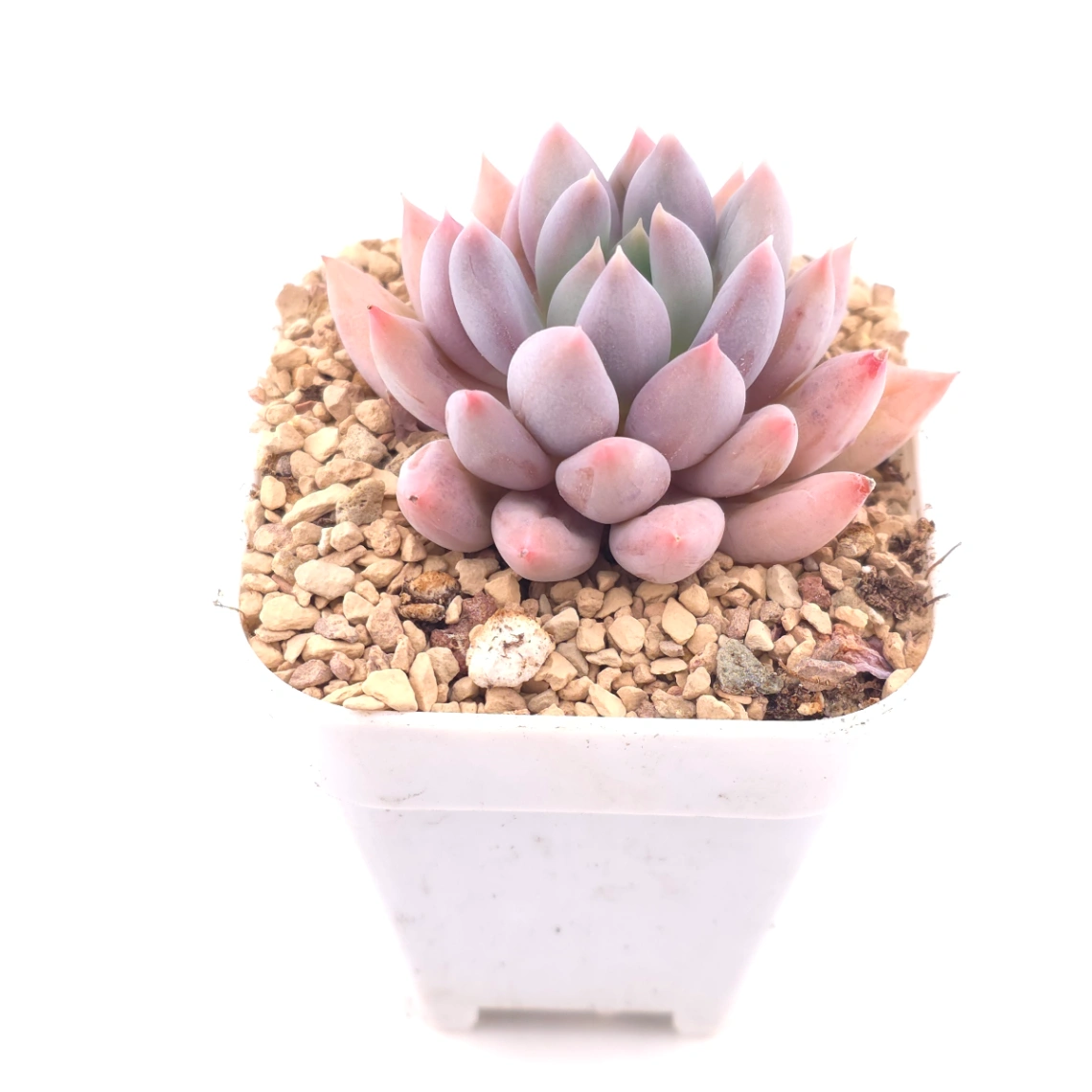 Pachyphytum ‘Angel's Finger’ | 所羅門 thumbnail 2